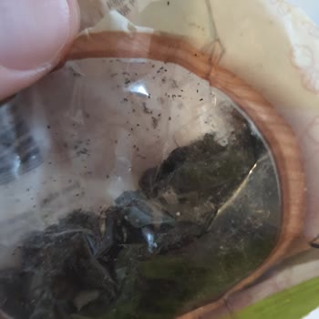 Migros Kurtlanmış Kuş Üzümü