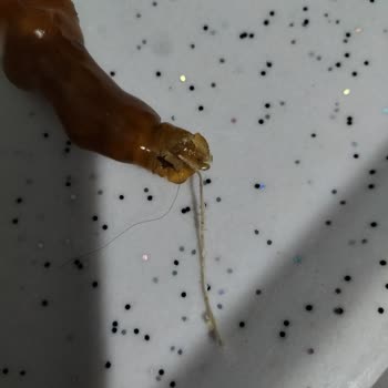 Özdanacı Kuruyemiş Cevizli Sucuktan Kıl Çıktı