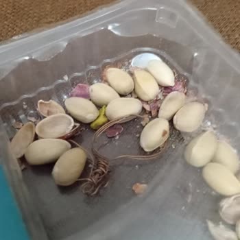 Simbat Kuruyemiş Fıstık İçinden Bakır Tel Çıktı