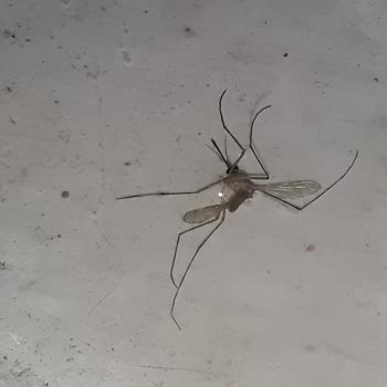 Bayer K Othrine Etkisiz Sivrisinekler Çare Değil