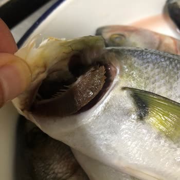 Balıkhanem Kokmuş Çürümüş Balık