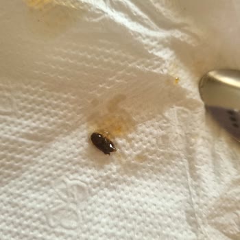 Harras Reçelden Böcek Çıktı