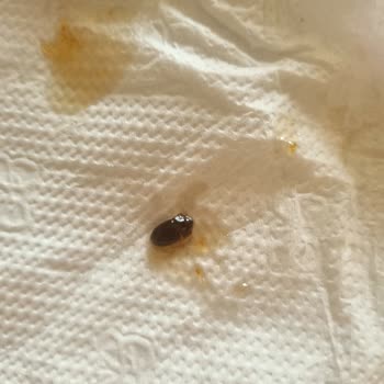 BİM Reçelden Böcek Çıktı