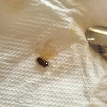 BİM Reçelden Böcek Çıktı