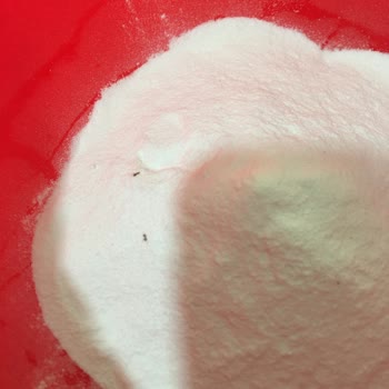 BİM Daphne Krem Şantinin İçinden 2 Ölü Karınca Çıktı