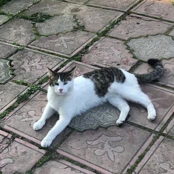 Tarım Ve Orman Bakanlığı Evcil Hayvan Çip