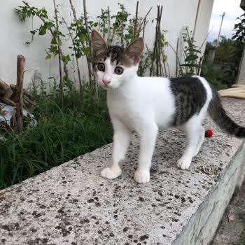 Tarım Ve Orman Bakanlığı Evcil Hayvan Çip