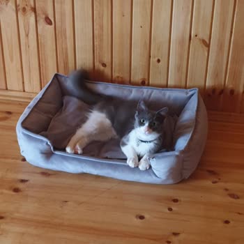 Tarım Ve Orman Bakanlığı Evcil Hayvan Çip