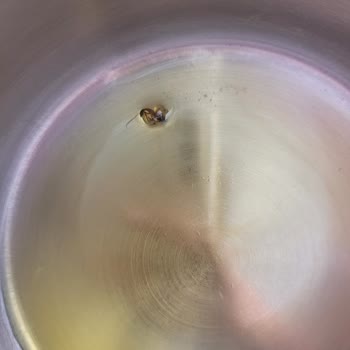 Zende Bebek Zeytinyağından Böcek Çıktı