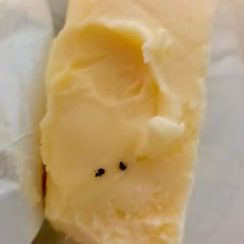 Mis Tereyağı İçinden Böcek Çıktı