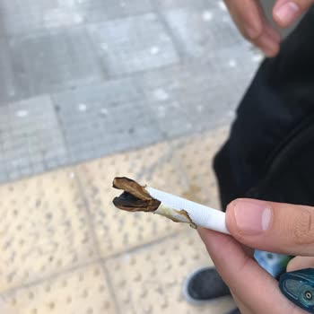 Philip Morris Sigaranın İçindeki Maddeler