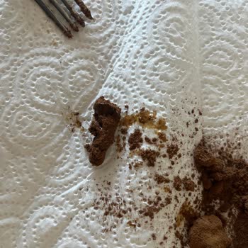 Nescafe Paketimden Kurt Ve Ya Mantara Benzer Bir Şey Çıktı