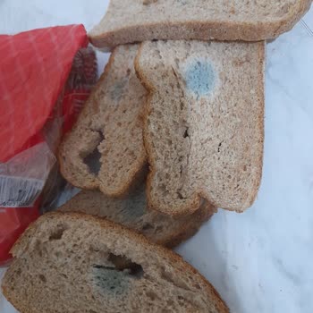 Şok Marketlerdeki Tam Buğday Ekmeğinin Küflü Oluşu