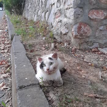 Kocaeli Büyükşehir Belediyesi Kocaeli Belediye Sokak Kedisi Veteriner Hizmetleri