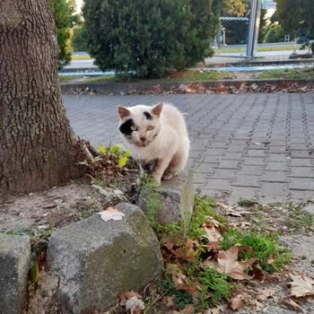 Kocaeli Büyükşehir Belediyesi Kocaeli Belediye Sokak Kedisi Veteriner Hizmetleri