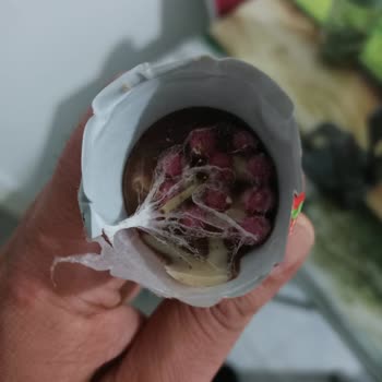 Ozmo Kornet Çikolatadan Kurt Çıktı