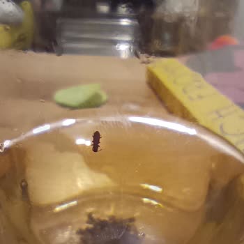 Chado Çayımın İçinden Böcek Çıktı