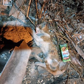 Süleymanpaşa Belediyesi Kaldırım Ve Kasis Talebi