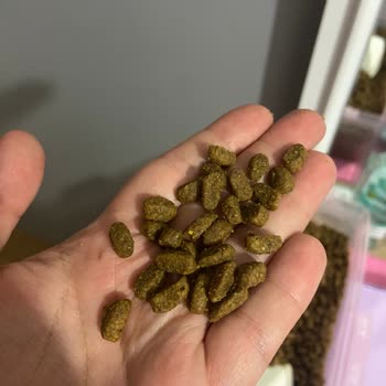 Pro Plan Köpek Maması Somonlu