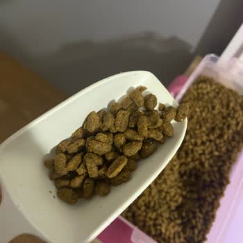 Pro Plan Köpek Maması Somonlu