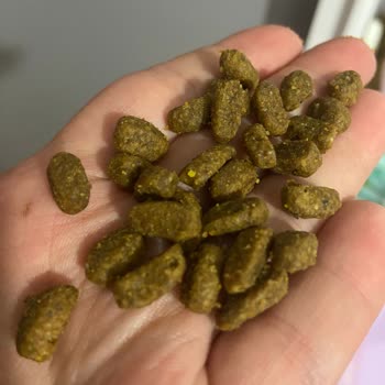 Pro Plan Köpek Maması Somonlu