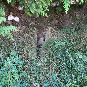 Viola Peyzaj Hizmetinin Vasatlığı