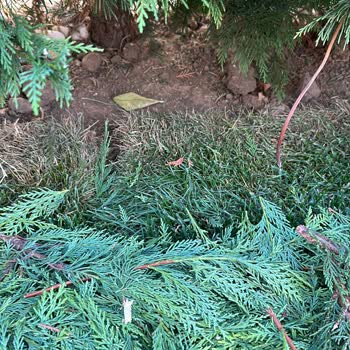 Viola Peyzaj Hizmetinin Vasatlığı