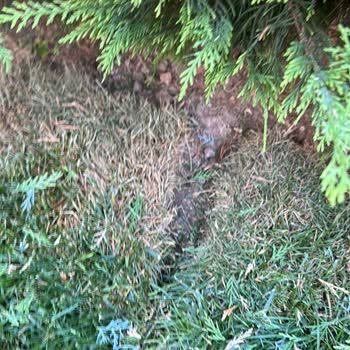 Viola Peyzaj Hizmetinin Vasatlığı