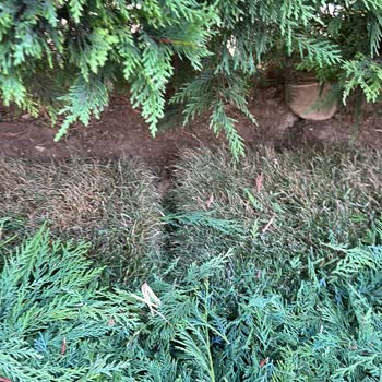 Viola Peyzaj Hizmetinin Vasatlığı