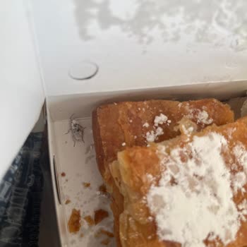 Boşnak Börekçi Börek Kutusunun İçinden Böcek Çıkması