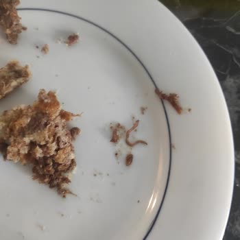 Bonfilet Kavurmadan Çıkan Kurt