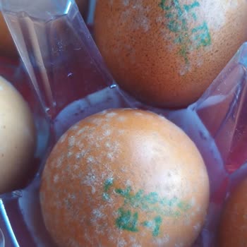 Onur Hipermarketleri Marketten Alınan Gezen Tavuk Yumurtası Küflü Çıktı