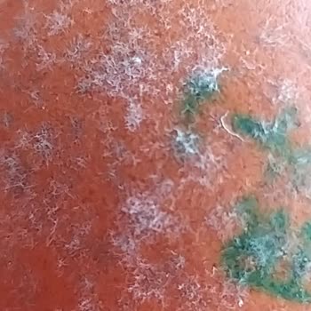 Onur Hipermarketleri Marketten Alınan Gezen Tavuk Yumurtası Küflü Çıktı