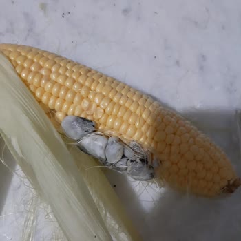 Migros Taze Mısırdaki Nesne