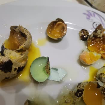 Gazivet Aryum Marka Bıldırcın Yumurtaları Bozuk