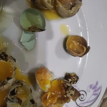 Gazivet Aryum Marka Bıldırcın Yumurtaları Bozuk