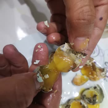 Gazivet Aryum Marka Bıldırcın Yumurtaları Bozuk