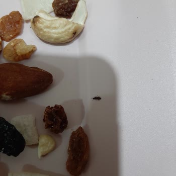 Çerezya Kuru Yemiş Paketinden Canlı Böcek Çıktı