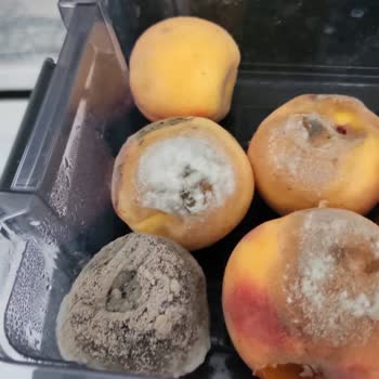 Bosch Müşteri Memnuniyetsizliği