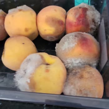 Bosch Müşteri Memnuniyetsizliği