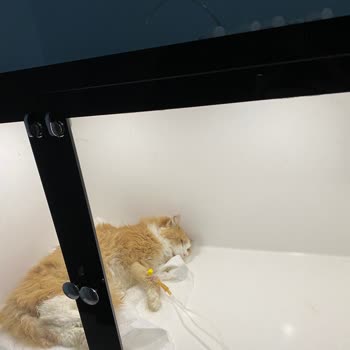 Tuna Veteriner Kedime Yanlış Teşhis Ve Muayene Yapıldı