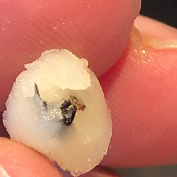 Akgünler Süt ve Süt Ürünleri Peynirden Böcek Çıktı