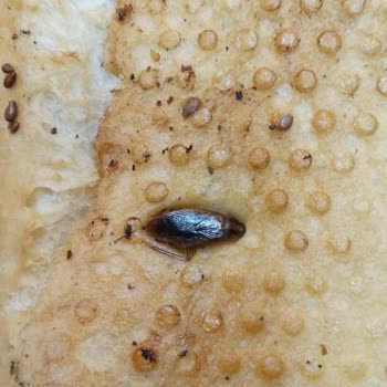 Birtat Fırın'dan Aldığımız Ekmekte Böcek Çıktı