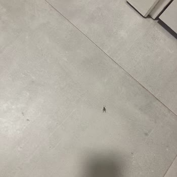 Mayan Bungalows Mağduriyeti