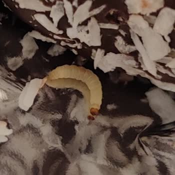 Eti Gıda Etinin Bisküvisinden Kurtçuk Çıktı