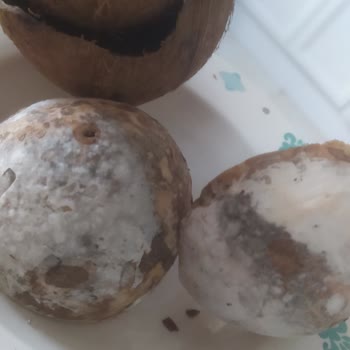 Migros Barlanmış Kötü Hindistan Cevizi