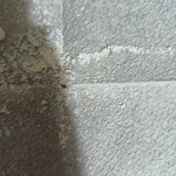 Piyale Un'dan Kurt Ve Böcek Çıktı