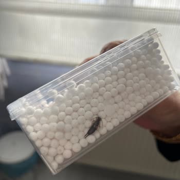 Migros Kulak Çubuğu İçinden Böcek Çıkması