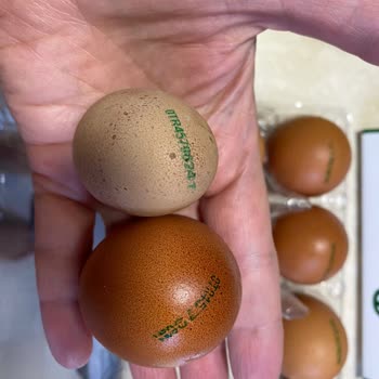 Raya Yumurtaların Gramajları Yok, Bozuk Yumurtaya Para Veriyoruz.