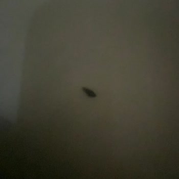 Milka Çikolatadan Çıkan Cisim